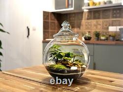 Clear Glass Decorative Jar & Lid for Terrarium Candy Box Sweets Planter H30