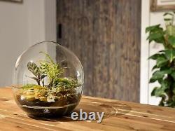 Globe Terrarium Glass Container 27 cm Orb Glass Optional Plants Moss Tools
