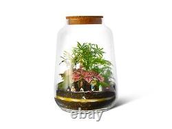 Large Closed Terrarium Jar with cork lid Glass Vase Optional Plants H35